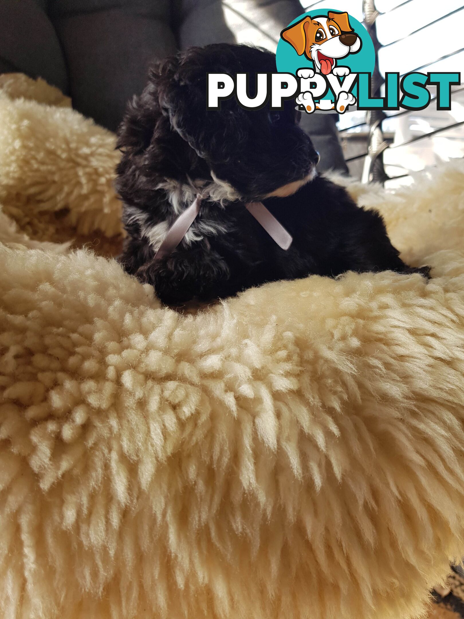 toy cavoodle   king charles cavalier x toy poodle dna clear parentage