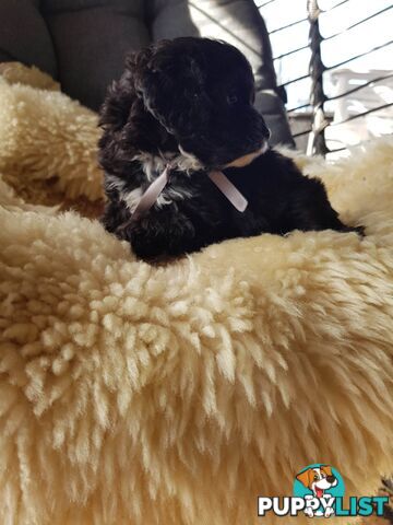 toy cavoodle   king charles cavalier x toy poodle dna clear parentage