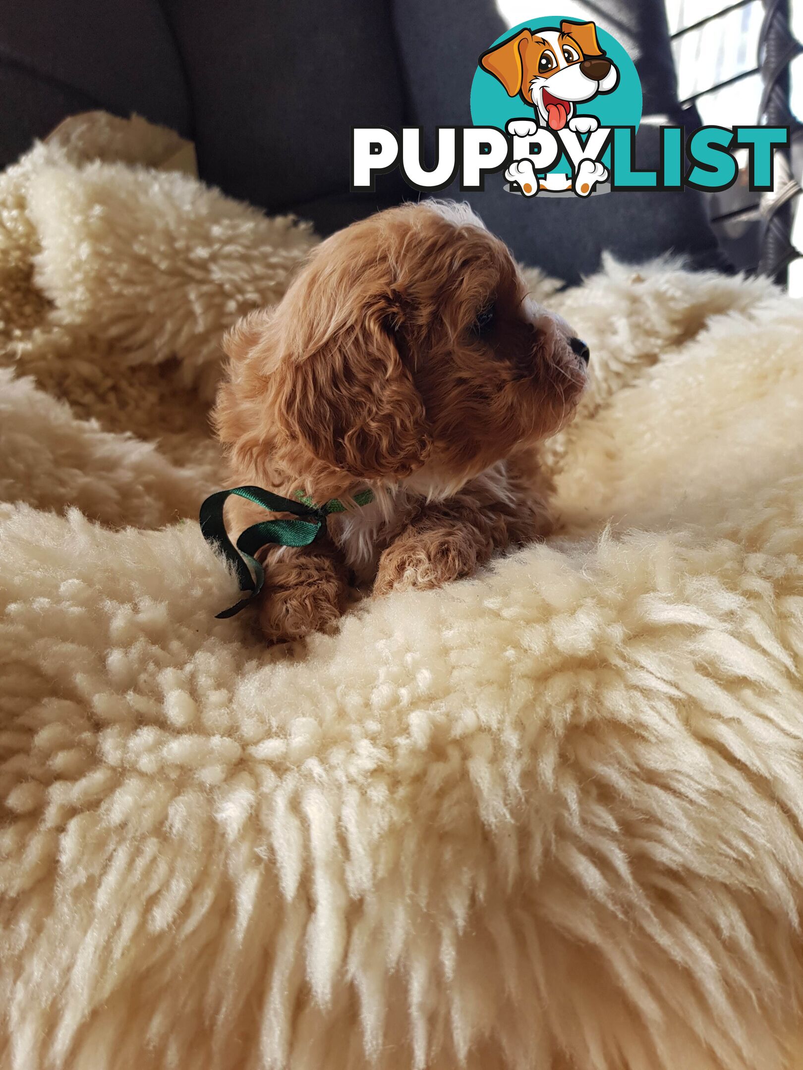 toy cavoodle   king charles cavalier x toy poodle dna clear parentage