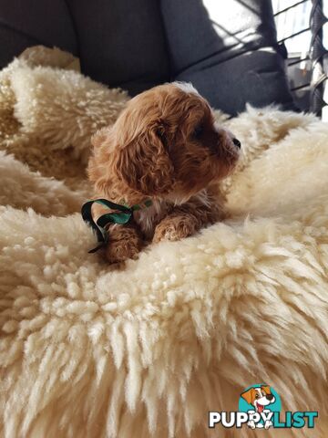 toy cavoodle   king charles cavalier x toy poodle dna clear parentage