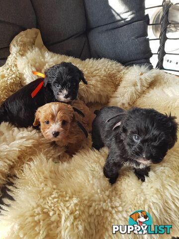 toy cavoodle   king charles cavalier x toy poodle dna clear parentage