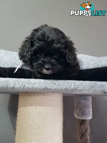 toy cavoodle   king charles cavalier x toy poodle dna clear parentage