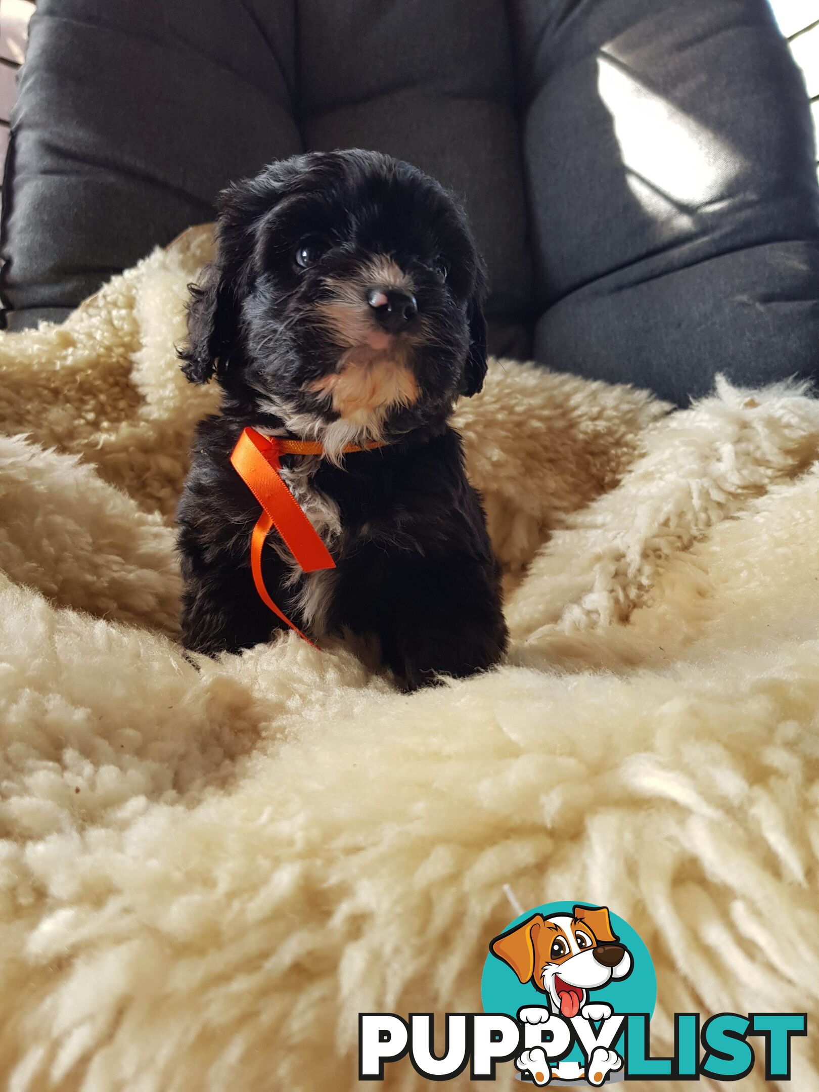 toy cavoodle   king charles cavalier x toy poodle dna clear parentage