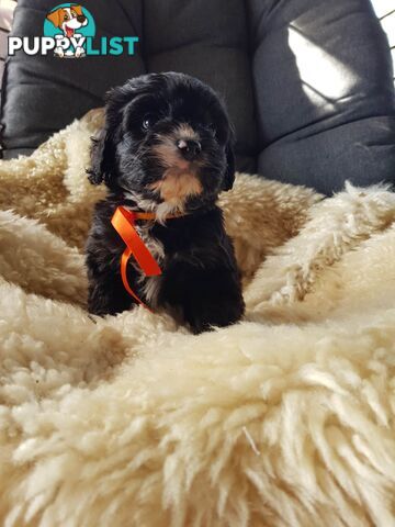 toy cavoodle   king charles cavalier x toy poodle dna clear parentage
