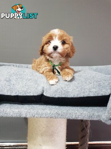 toy cavoodle   king charles cavalier x toy poodle dna clear parentage only 2 left