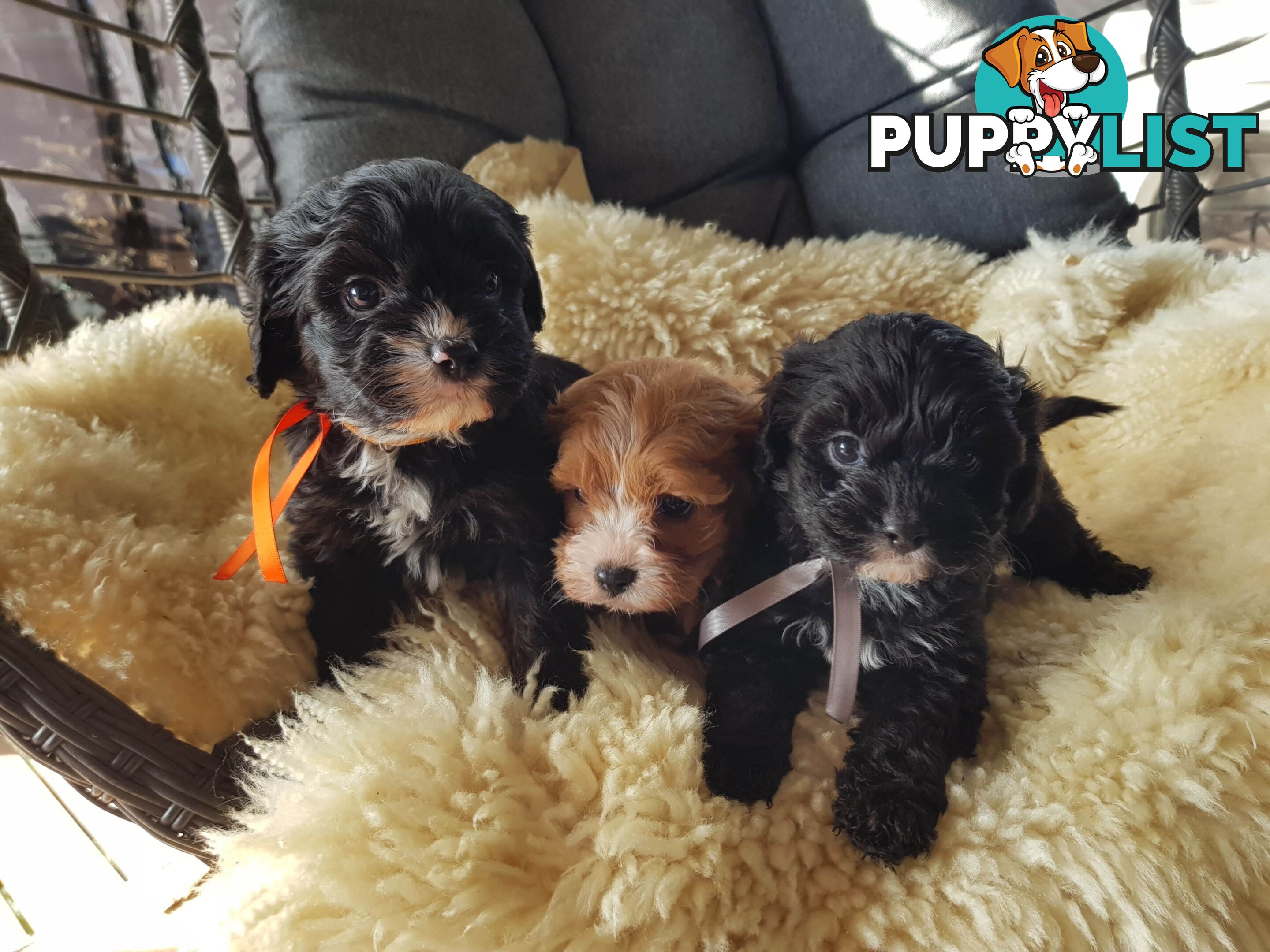 toy cavoodle   king charles cavalier x toy poodle dna clear parentage