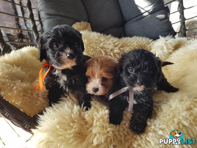 toy cavoodle   king charles cavalier x toy poodle dna clear parentage