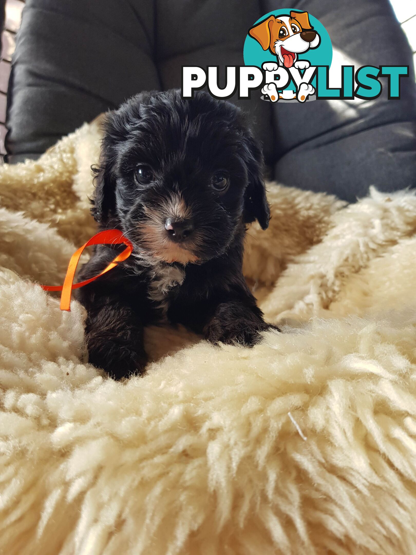 toy cavoodle   king charles cavalier x toy poodle dna clear parentage
