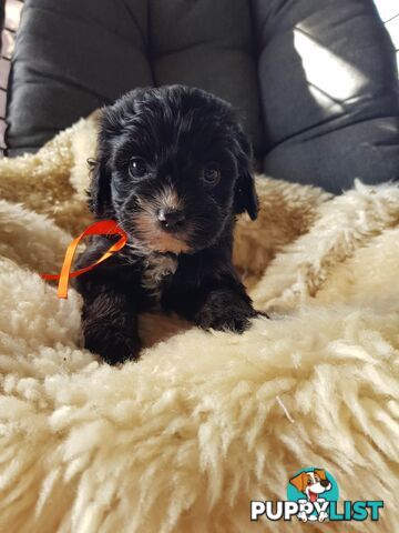 toy cavoodle   king charles cavalier x toy poodle dna clear parentage