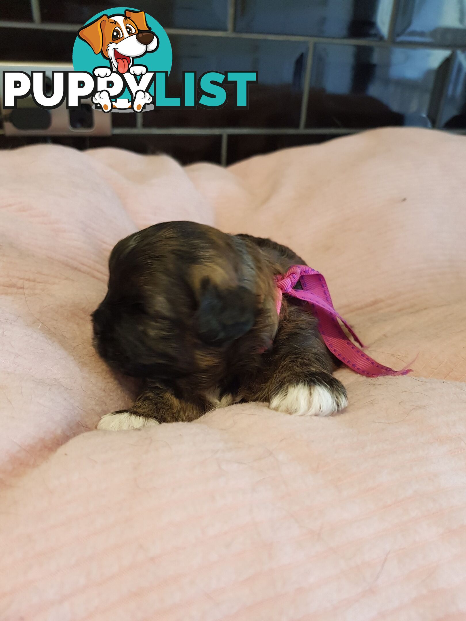 shoodle (toy)   shihtzu x Toy poodle