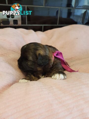 shoodle (toy)   shihtzu x Toy poodle