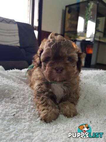 shoodle (toy)   shihtzu x Toy poodle