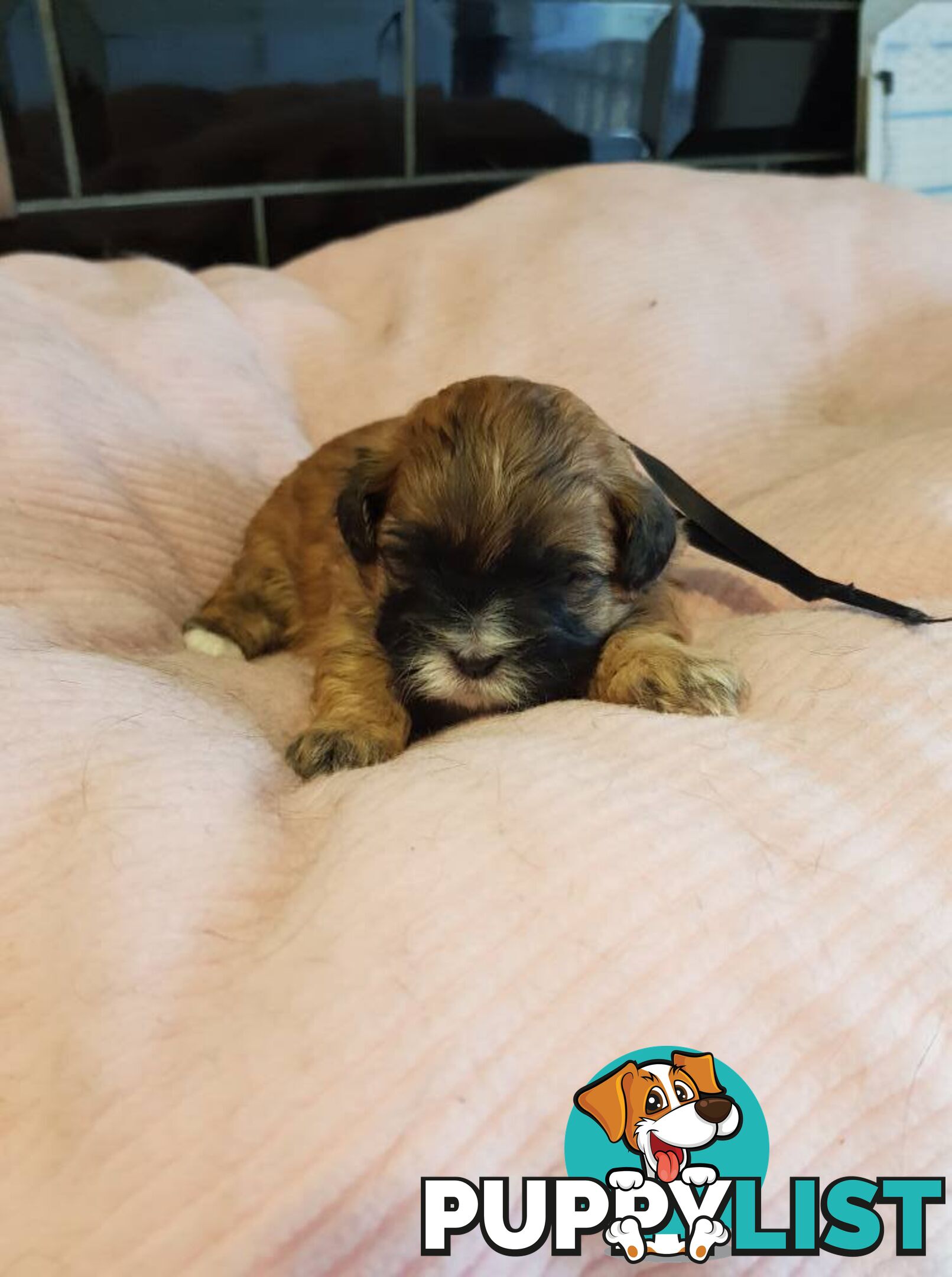 shoodle (toy)   shihtzu x Toy poodle
