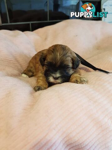 shoodle (toy)   shihtzu x Toy poodle
