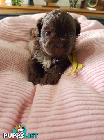 shoodle (toy)   shihtzu x Toy poodle