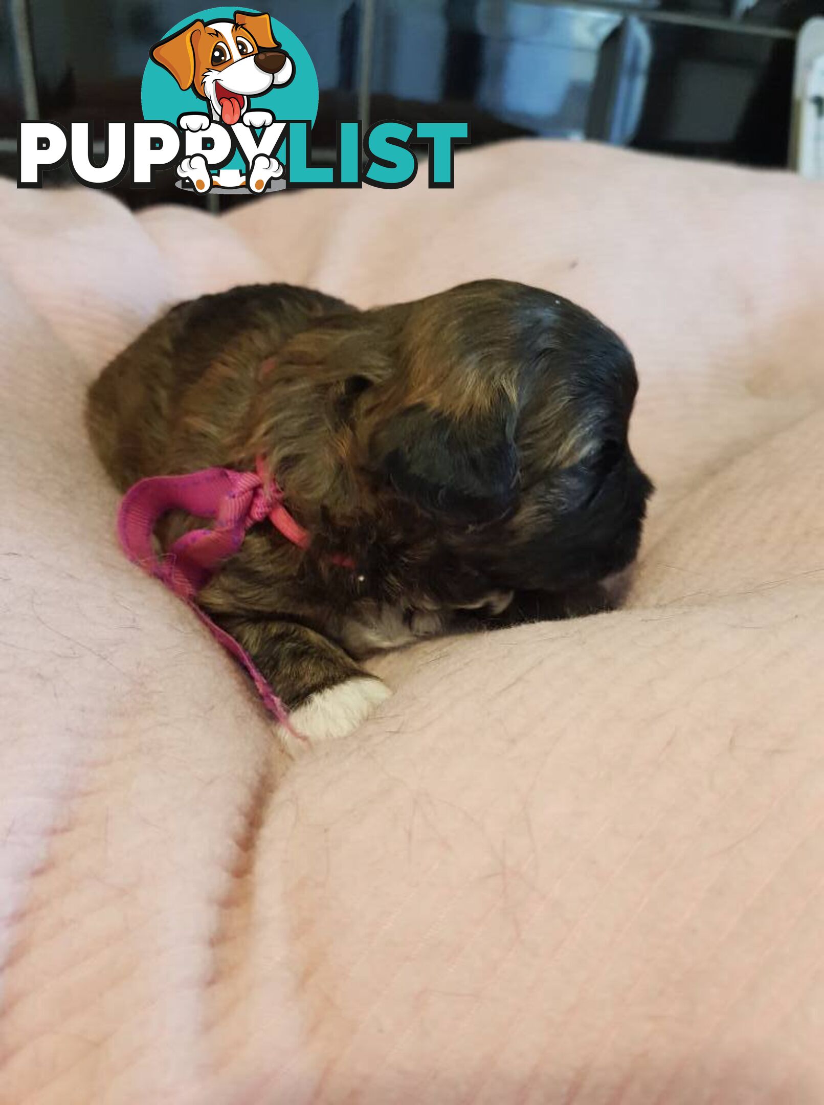 shoodle (toy)   shihtzu x Toy poodle