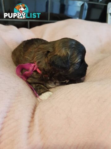 shoodle (toy)   shihtzu x Toy poodle