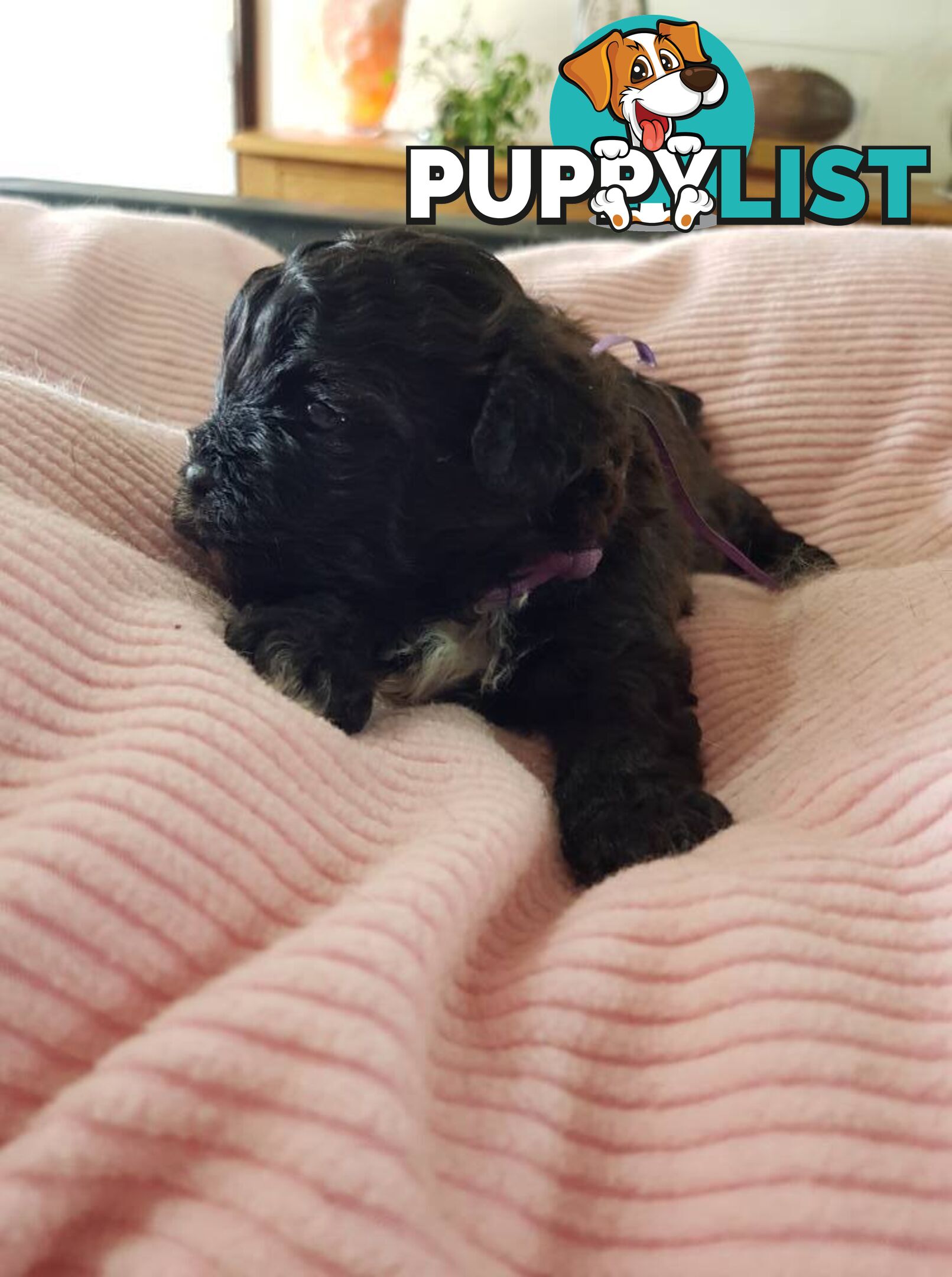 shoodle (toy)   shihtzu x Toy poodle