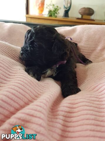 shoodle (toy)   shihtzu x Toy poodle
