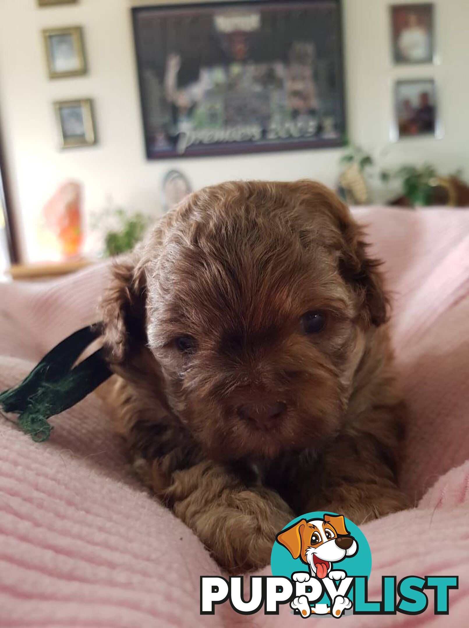 shoodle (toy)   shihtzu x Toy poodle