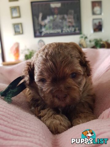 shoodle (toy)   shihtzu x Toy poodle