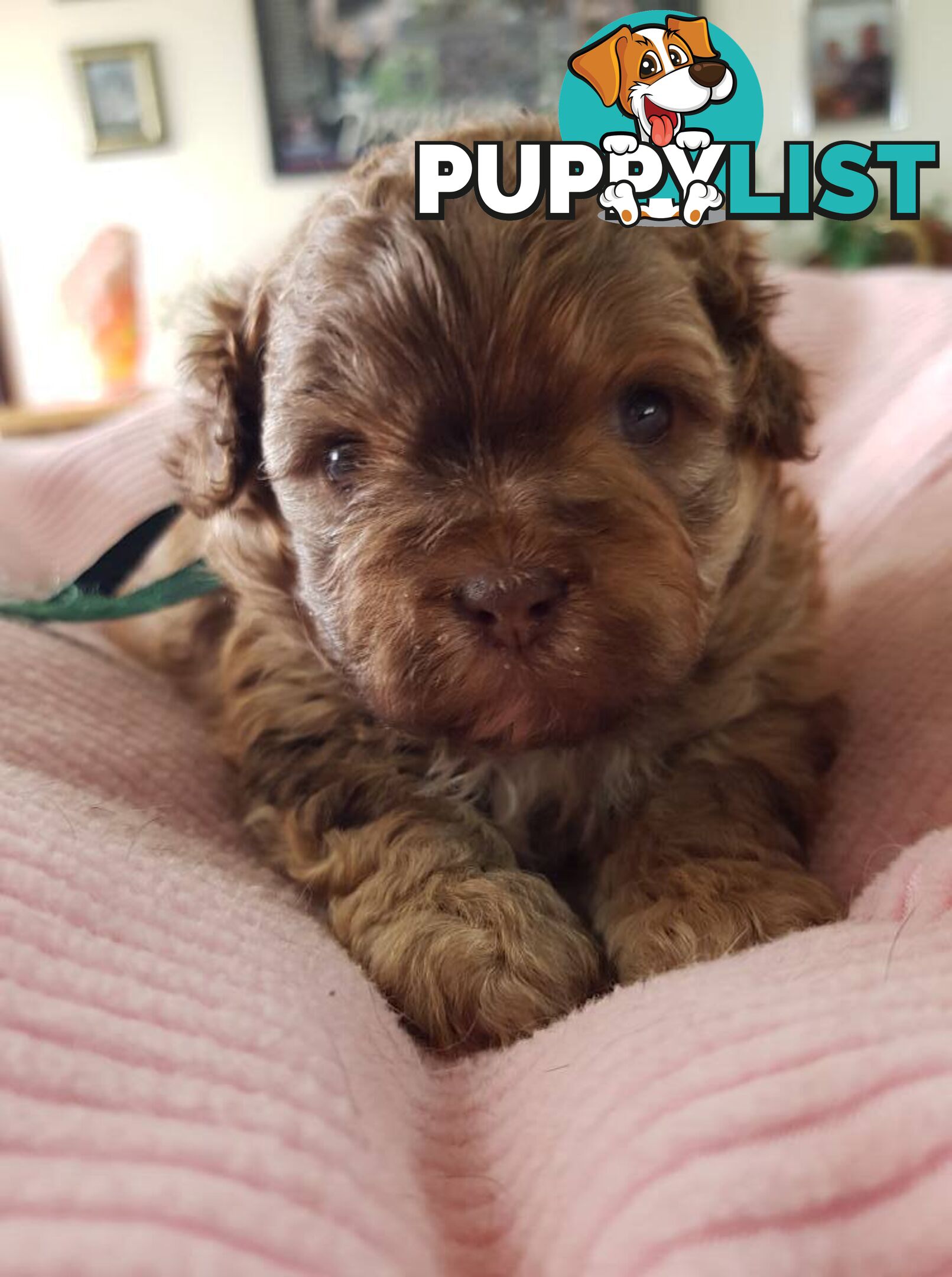 shoodle (toy)   shihtzu x Toy poodle