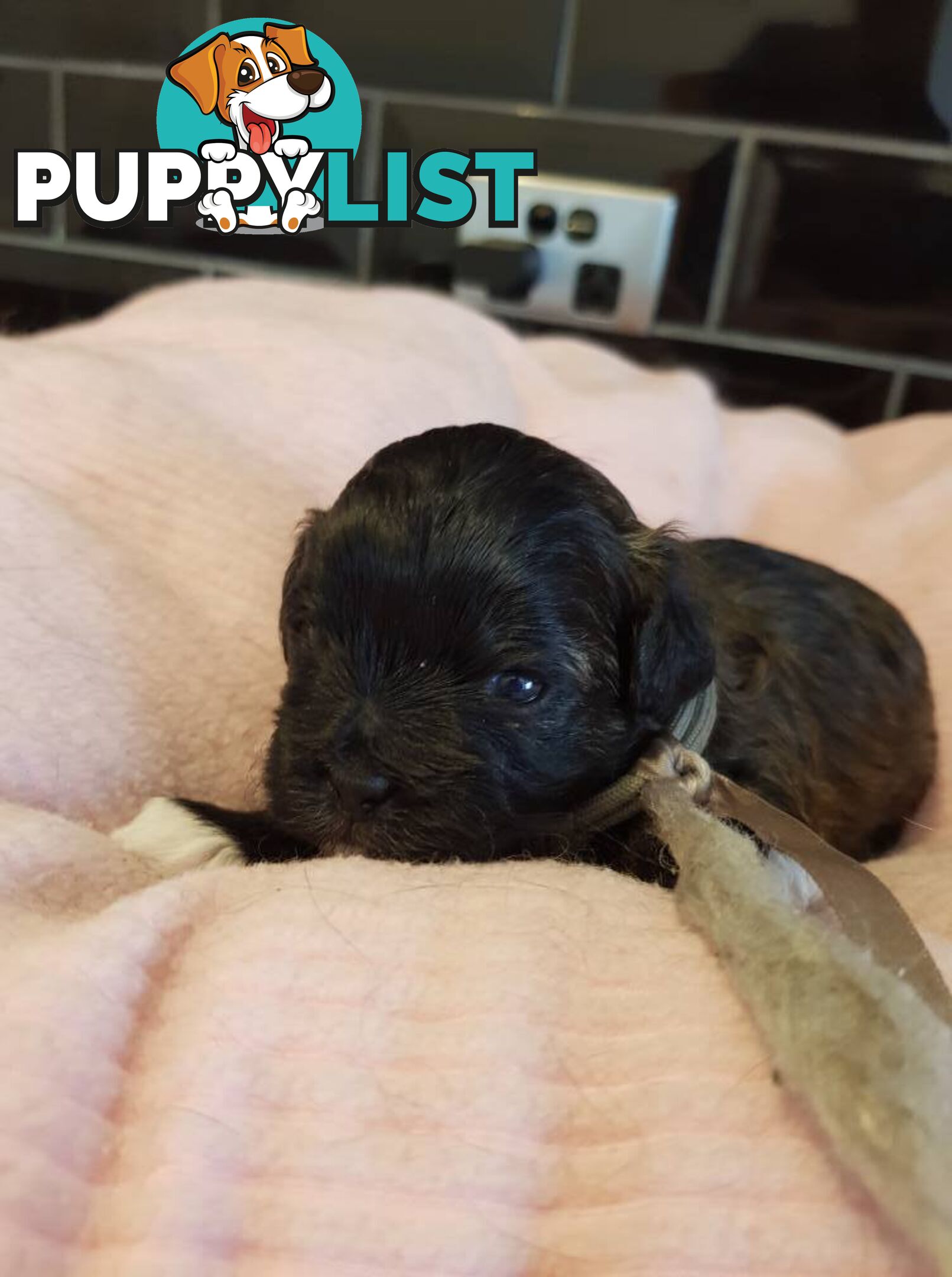 shoodle (toy)   shihtzu x Toy poodle