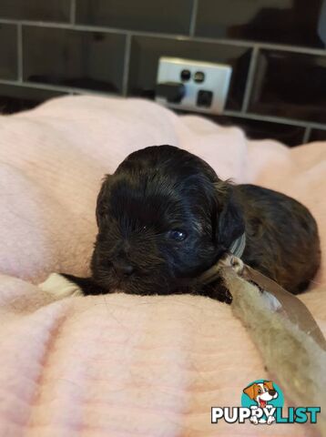 shoodle (toy)   shihtzu x Toy poodle