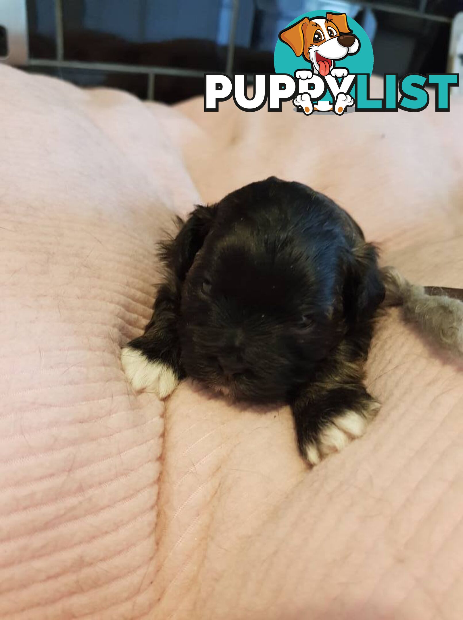 shoodle (toy)   shihtzu x Toy poodle