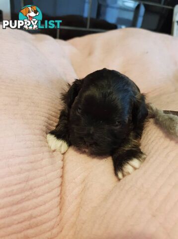 shoodle (toy)   shihtzu x Toy poodle