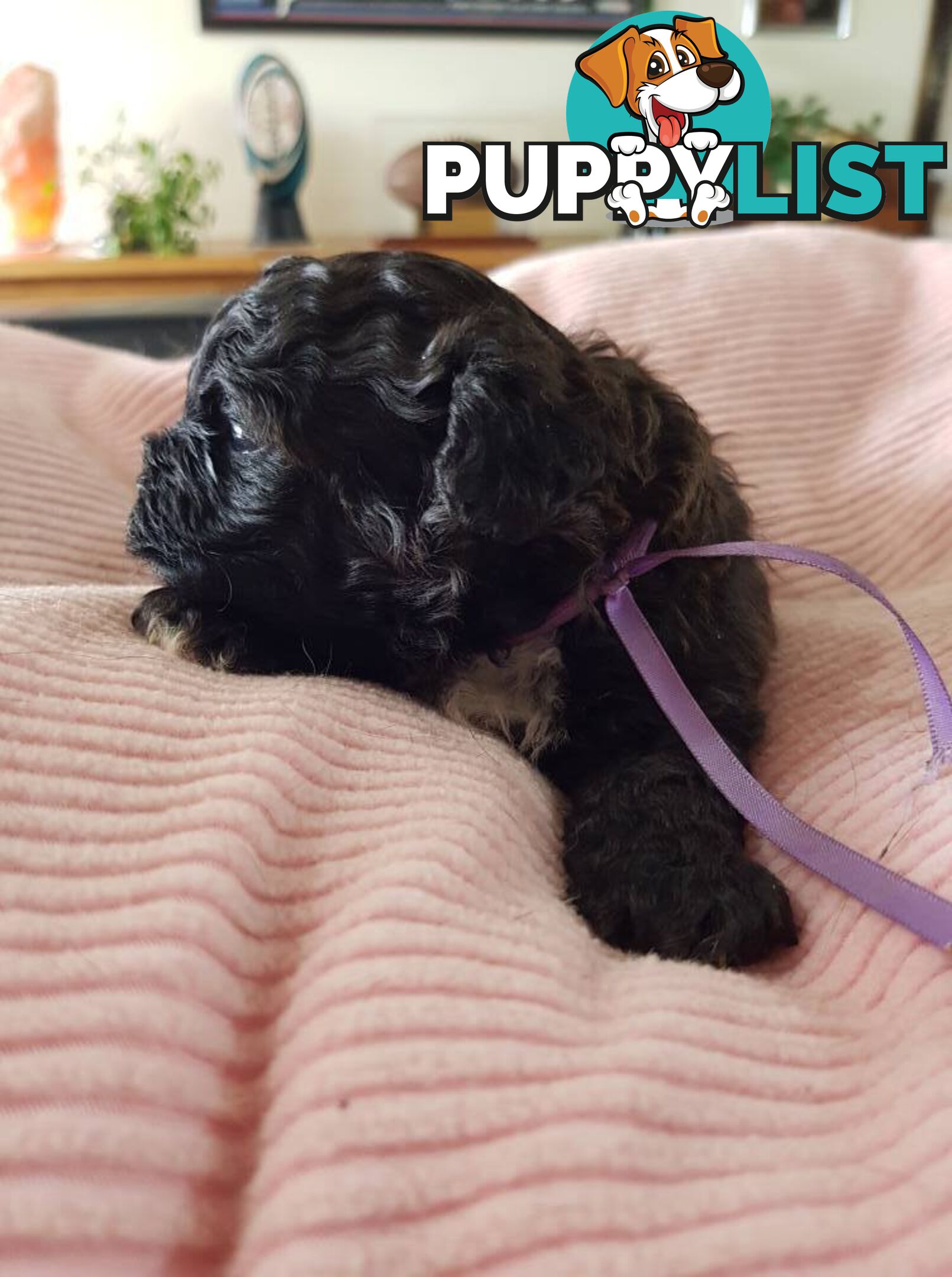 shoodle (toy)   shihtzu x Toy poodle