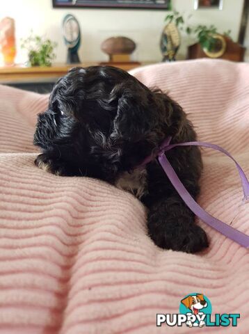 shoodle (toy)   shihtzu x Toy poodle