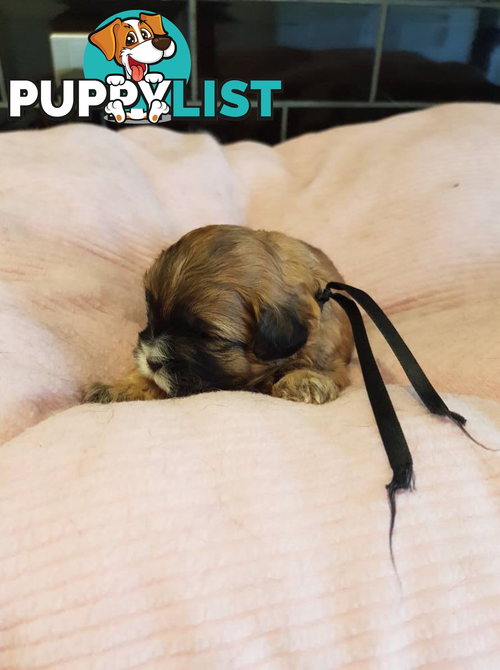 shoodle (toy)   shihtzu x Toy poodle