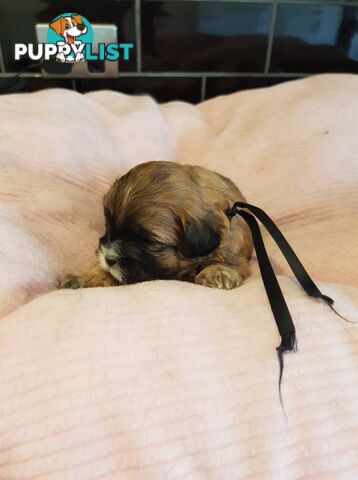 shoodle (toy)   shihtzu x Toy poodle