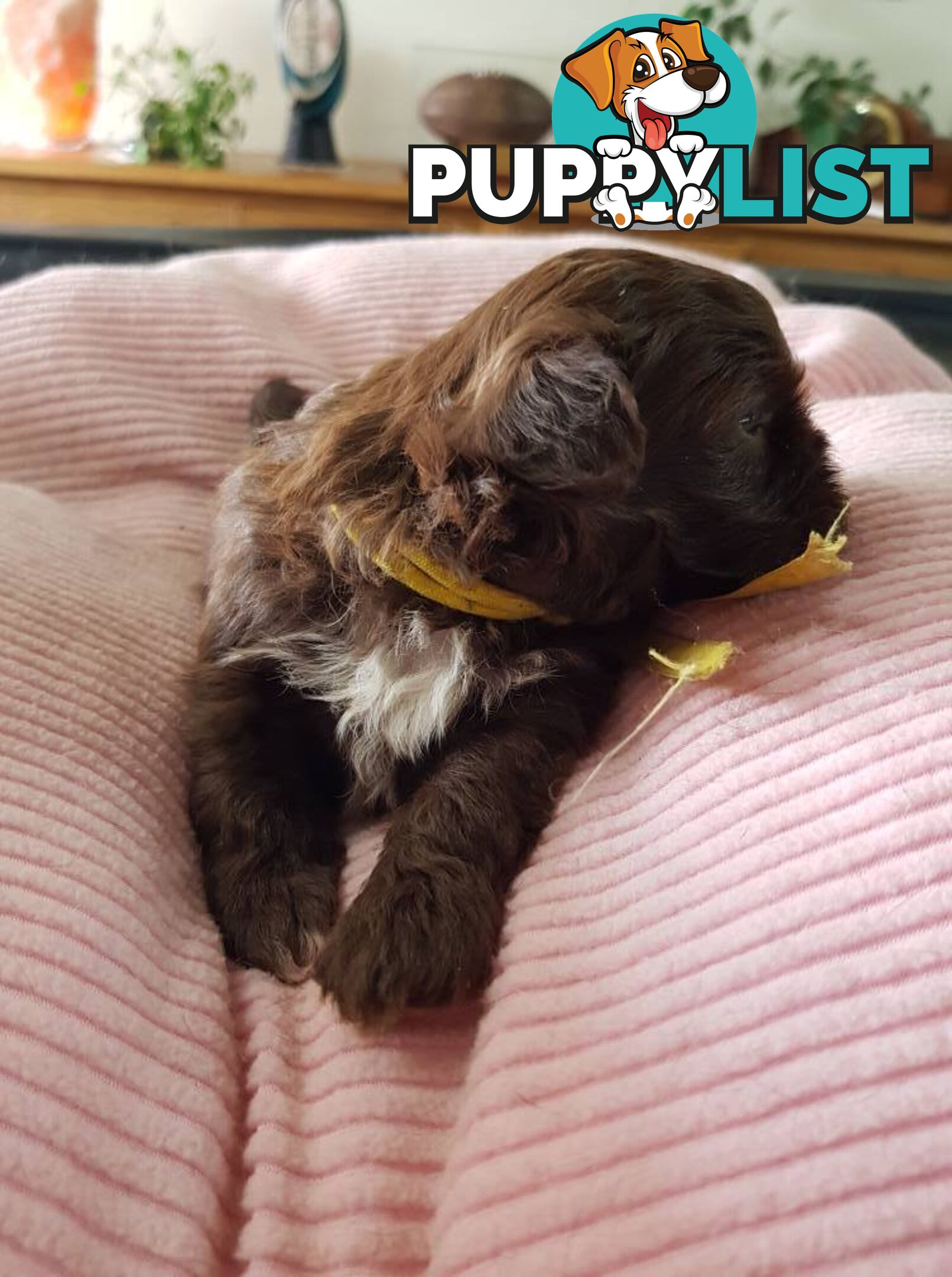 shoodle (toy)   shihtzu x Toy poodle