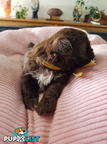 shoodle (toy)   shihtzu x Toy poodle
