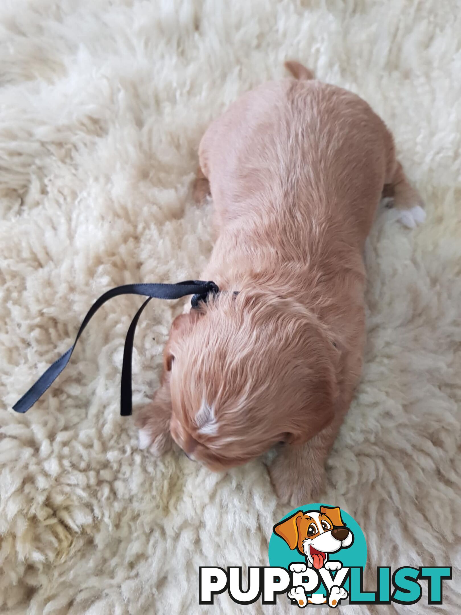 toy cavoodle   king charles cavalier x toy poodle dna clear parentage