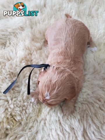 toy cavoodle   king charles cavalier x toy poodle dna clear parentage