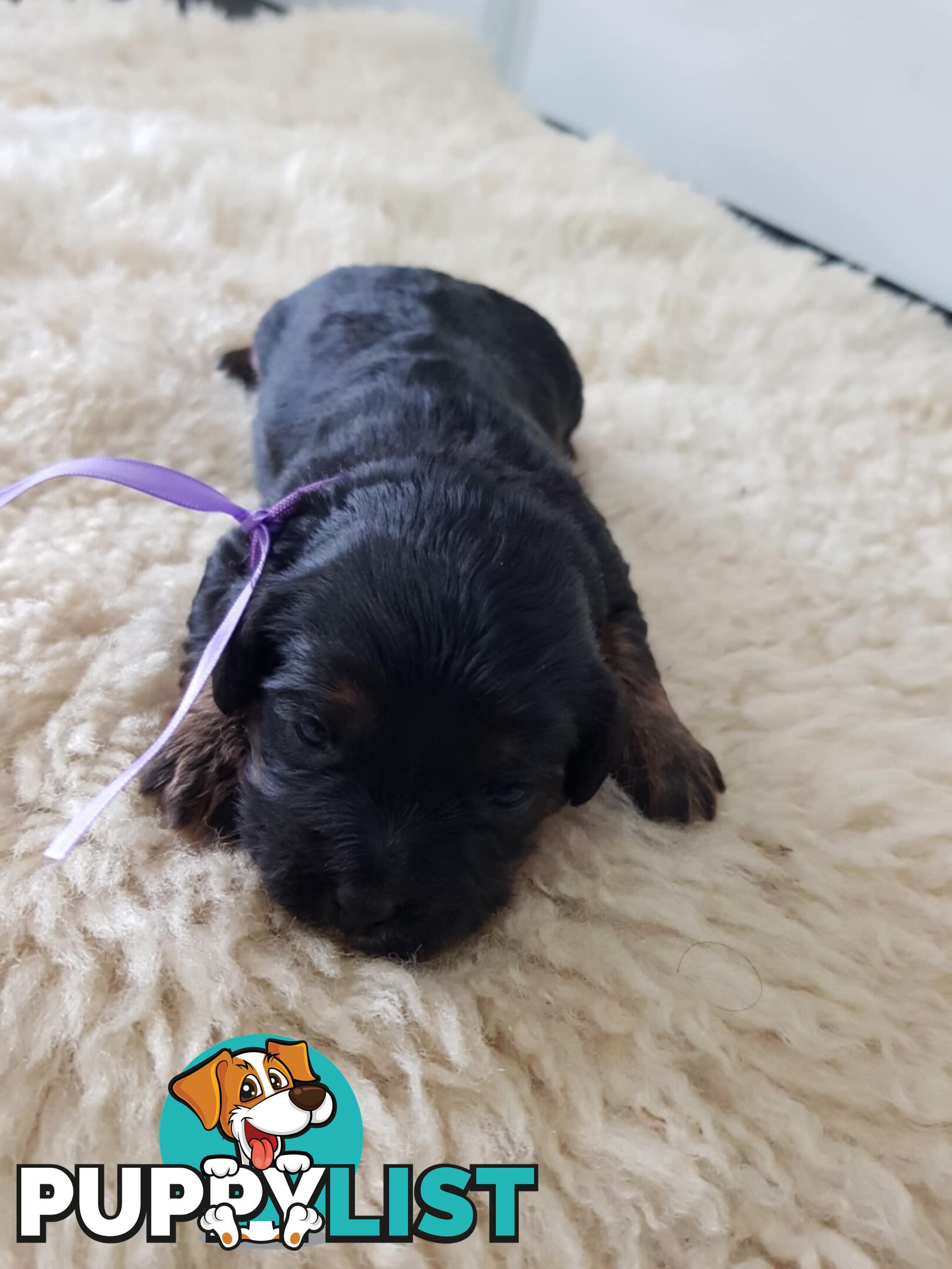 toy cavoodle   king charles cavalier x toy poodle dna clear parentage