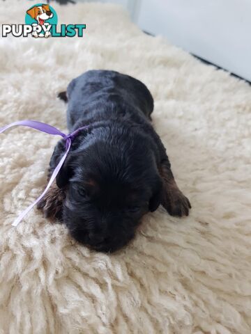 toy cavoodle   king charles cavalier x toy poodle dna clear parentage