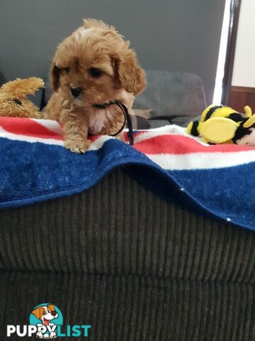 toy cavoodle   king charles cavalier x toy poodle dna clear parentage