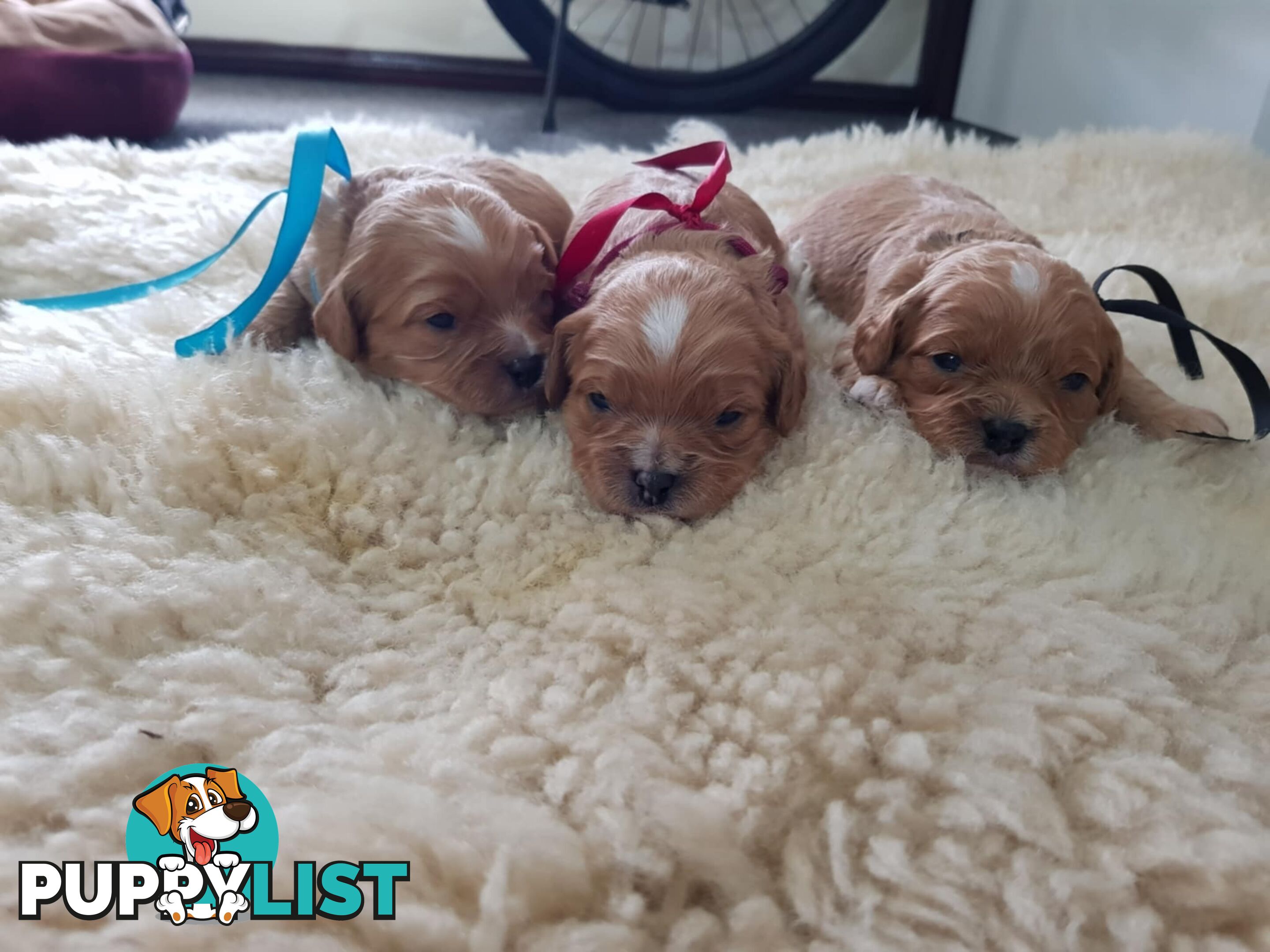 toy cavoodle   king charles cavalier x toy poodle dna clear parentage