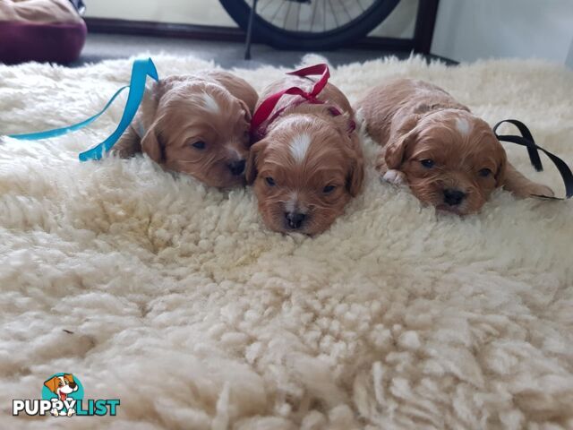 toy cavoodle   king charles cavalier x toy poodle dna clear parentage