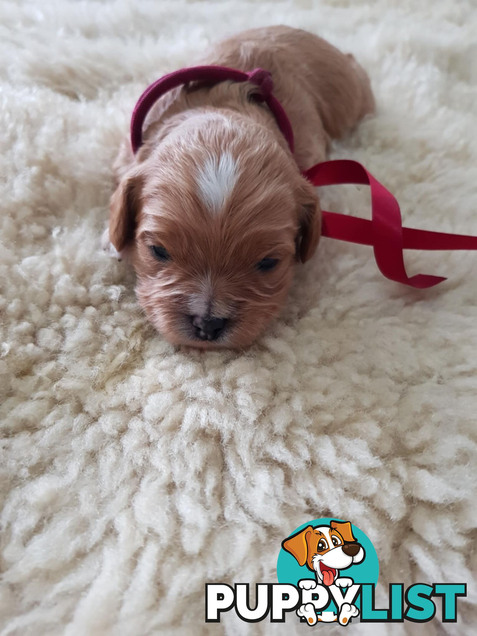 toy cavoodle   king charles cavalier x toy poodle dna clear parentage