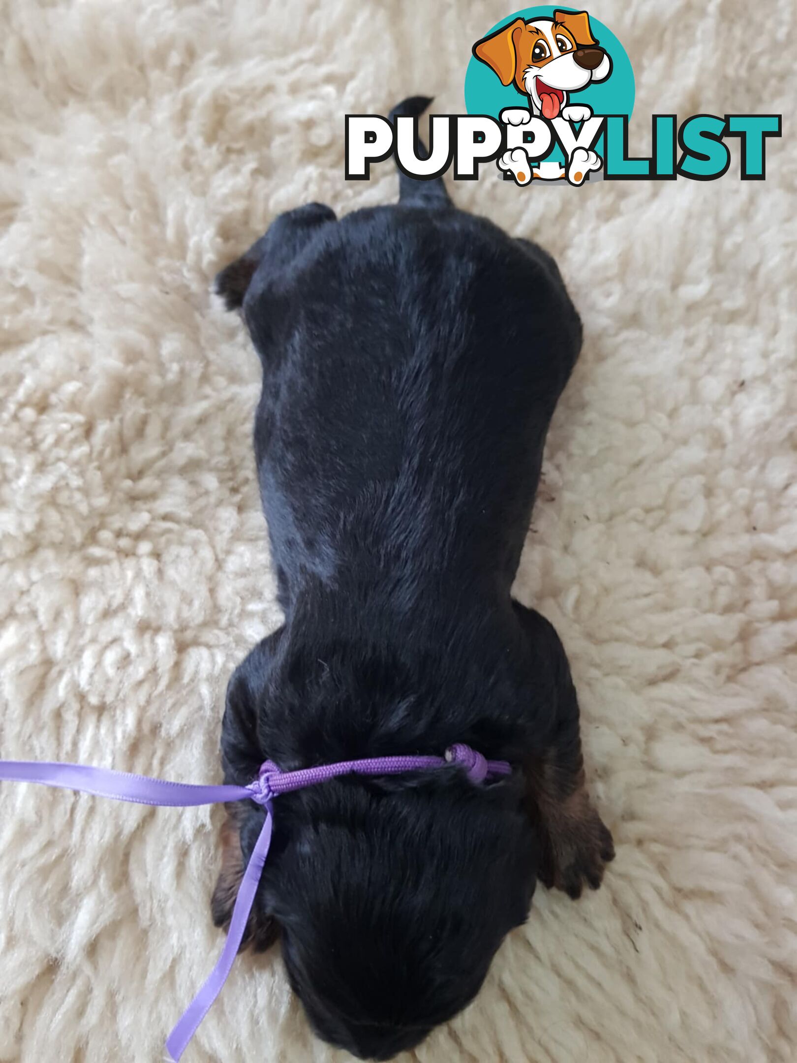 toy cavoodle   king charles cavalier x toy poodle dna clear parentage