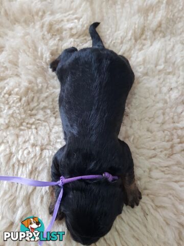 toy cavoodle   king charles cavalier x toy poodle dna clear parentage