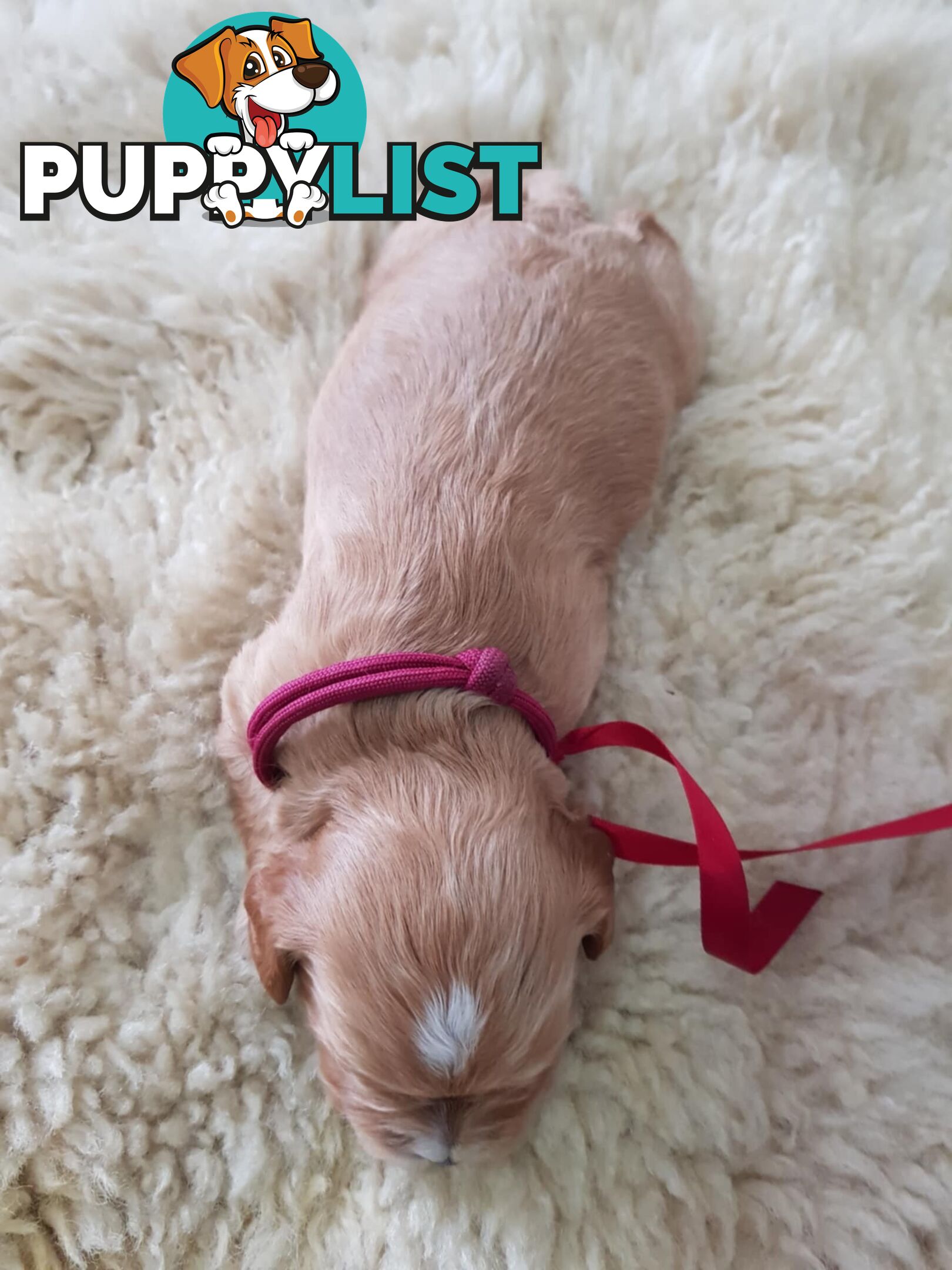 toy cavoodle   king charles cavalier x toy poodle dna clear parentage