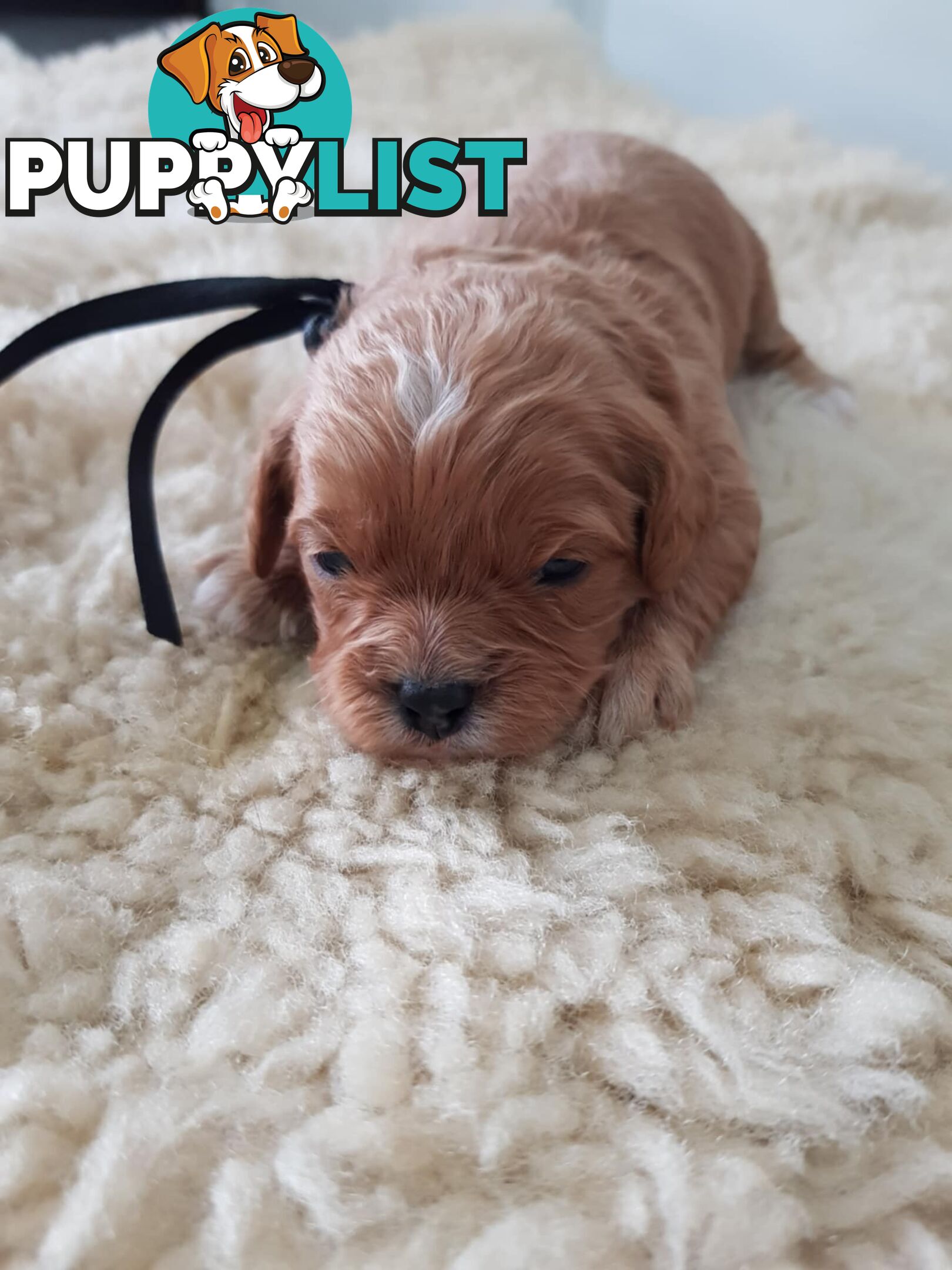 toy cavoodle   king charles cavalier x toy poodle dna clear parentage