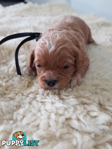 toy cavoodle   king charles cavalier x toy poodle dna clear parentage