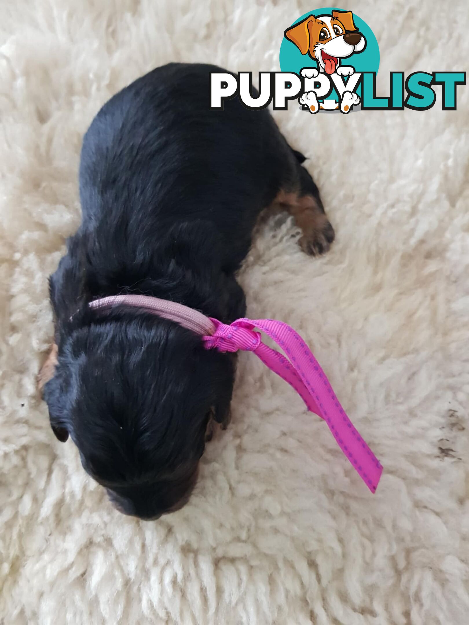 toy cavoodle   king charles cavalier x toy poodle dna clear parentage